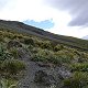 Hunting in the Kaikoura area

