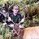 Red Stag
