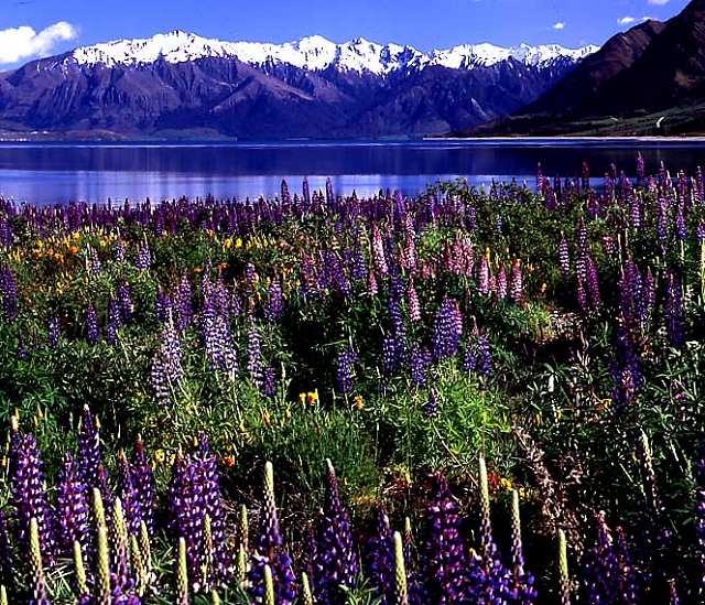 Alpine meadows with Lake Hawea in the background.