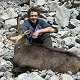 Chamois deer
