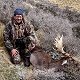 Fallow deer
