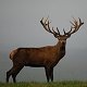 Red stag

