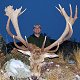 Red stag
