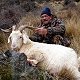 South Pacific goat
