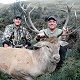 Red Stag

