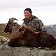 Himalayan Bull Tahr
