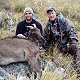 Himalayan Bull Tahr
