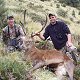 Red Stag
