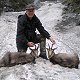 Chamois
