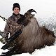 Himalayan Bull Tahr
