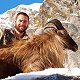 Himalayan Bull Tahr
