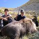 Himalayan Bull Tahr
