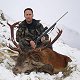 Red Stag
