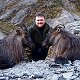 Two Himalayan Bull Tahr
