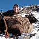 Bull tahr
