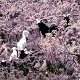 South Pacific Goats