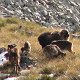 Herd of Himalayan tahr
