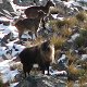 Herd of Himalayan tahr
