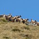 Herd of Himalayan tahr
