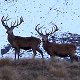 Two Red Stag
