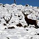 Two Red Stag in the snow
