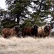 Three Arapawa rams
