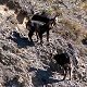 Three chamois deer
