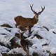 Three Red Stag in the snow
