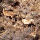 Group of Red Stag
