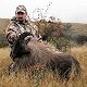 Himalayan Bull Tahr
