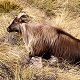 Himalayan Bull Tahr
