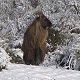 Himalayan Bull Tahr

