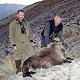 Himalayan Bull Tahr
