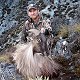 Himalayan Bull Tahr
