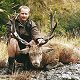 Red Stag
