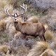 Red Stag
