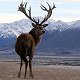 Red Stag
