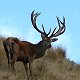 Red Stag
