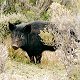 Wild Boar
