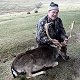Fallow deer

