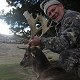 Fallow deer
