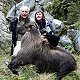 Himalayan Bull Tahr
