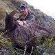 Himalayan Bull Tahr
