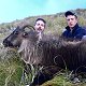 Himalayan Bull Tahr
