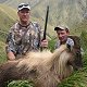 Himalayan Bull Tahr
