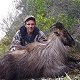 Himalayan Bull Tahr
