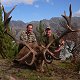 Red Stag
