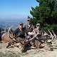 Red Stag
