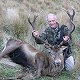 Red Stag
