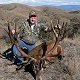 Red Stag
